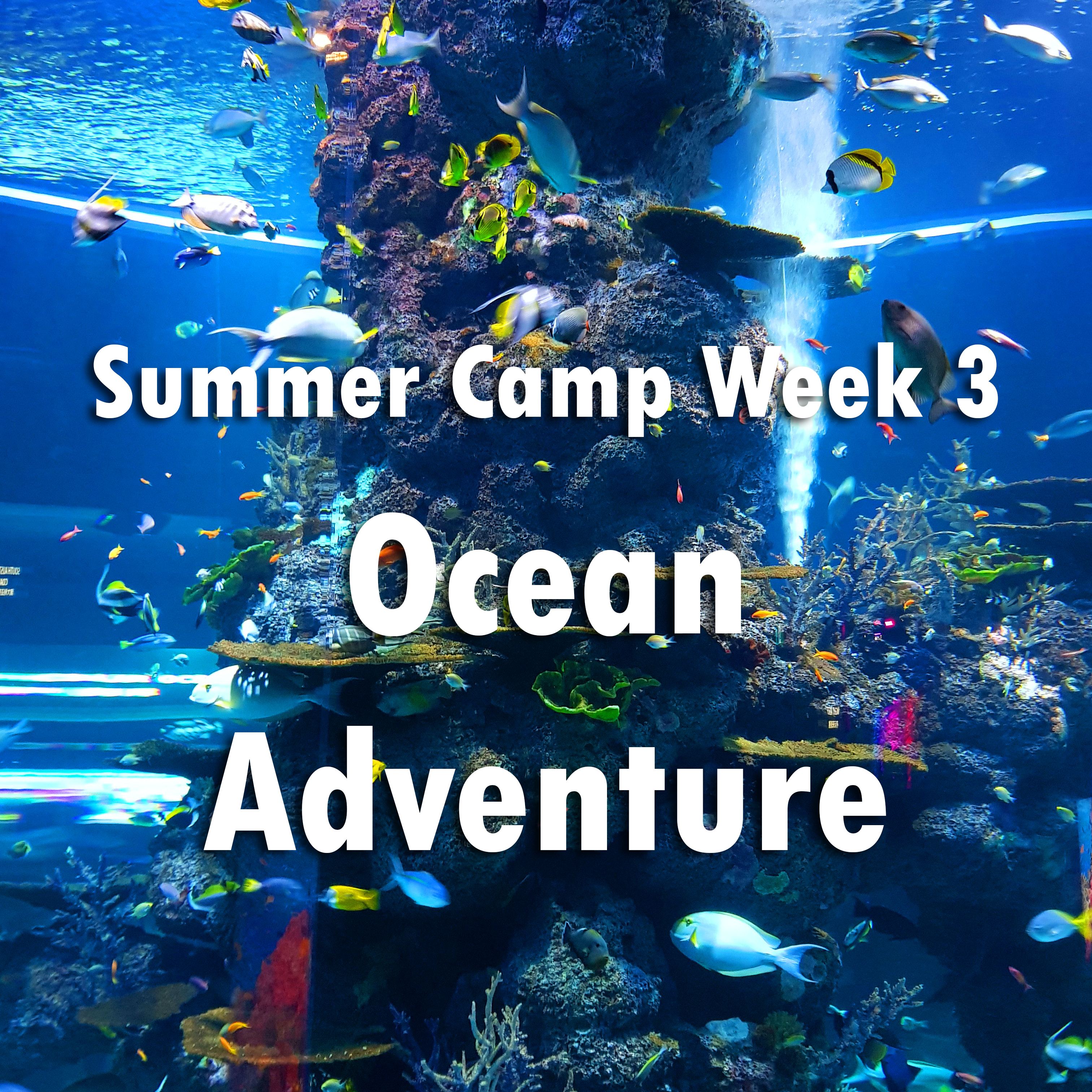 Week Three (7/11 - 7/15): OCEAN ADVENTURES